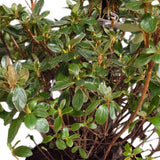 Azalea japonica 'Florida' Plant - 5Ltr Pot