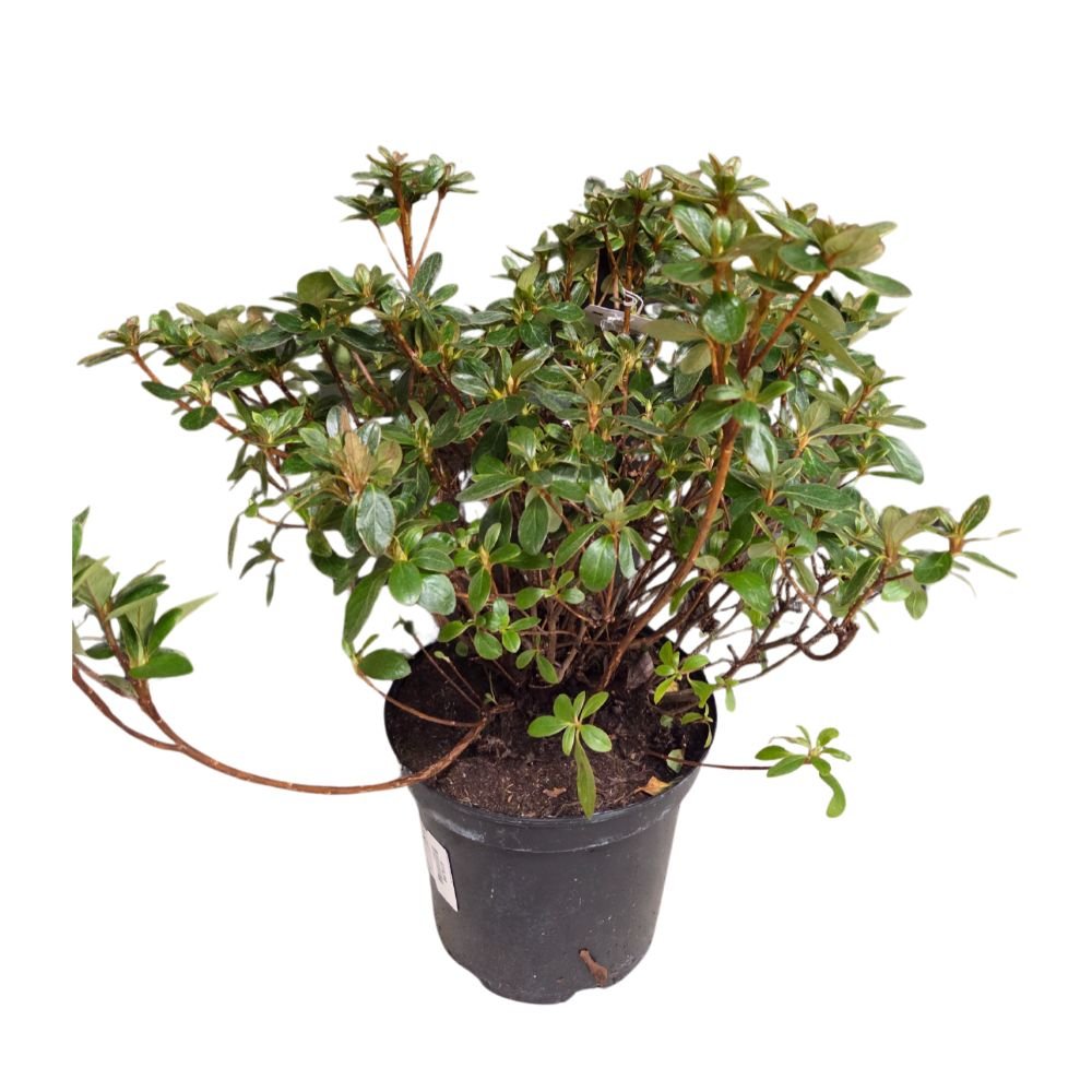 Azalea japonica 'Florida' Plant - 5Ltr Pot - Old Railway Line Garden Centre