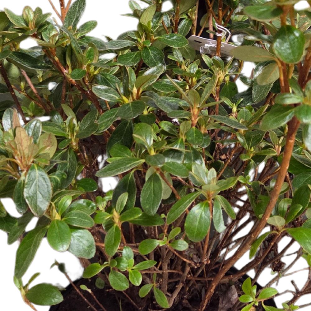 Azalea japonica 'Florida' Plant - 5Ltr Pot - Old Railway Line Garden Centre