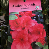 Azalea japonica 'Florida' Plant - 5Ltr Pot - Old Railway Line Garden Centre