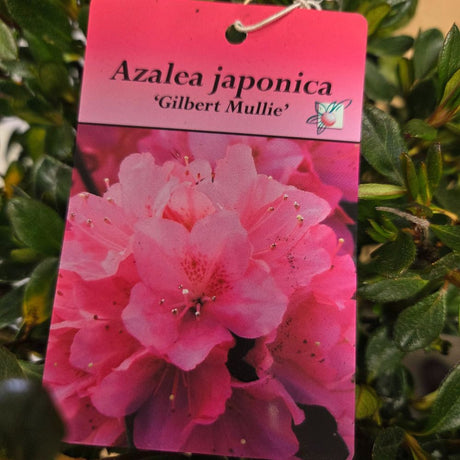 Azalea japonica 'Gilbert Mullie' Plant - 5Ltr Pot