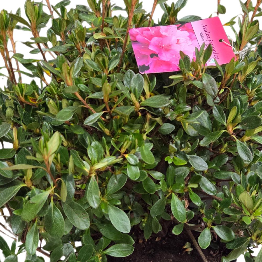 Azalea japonica 'Gilbert Mullie' Plant - 5Ltr Pot