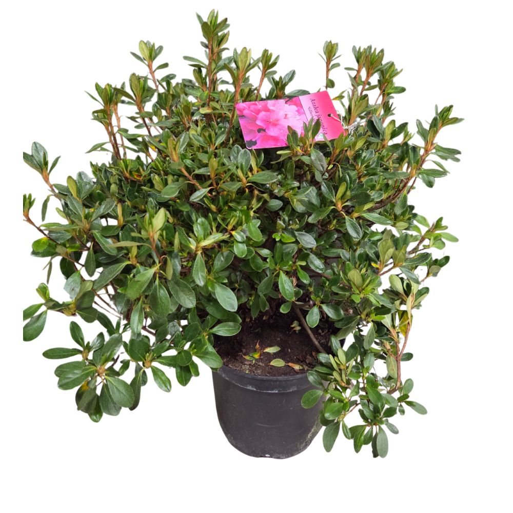Azalea japonica 'Gilbert Mullie' Plant - 5Ltr Pot