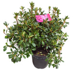 Azalea japonica 'Gilbert Mullie' Plant - 5Ltr Pot