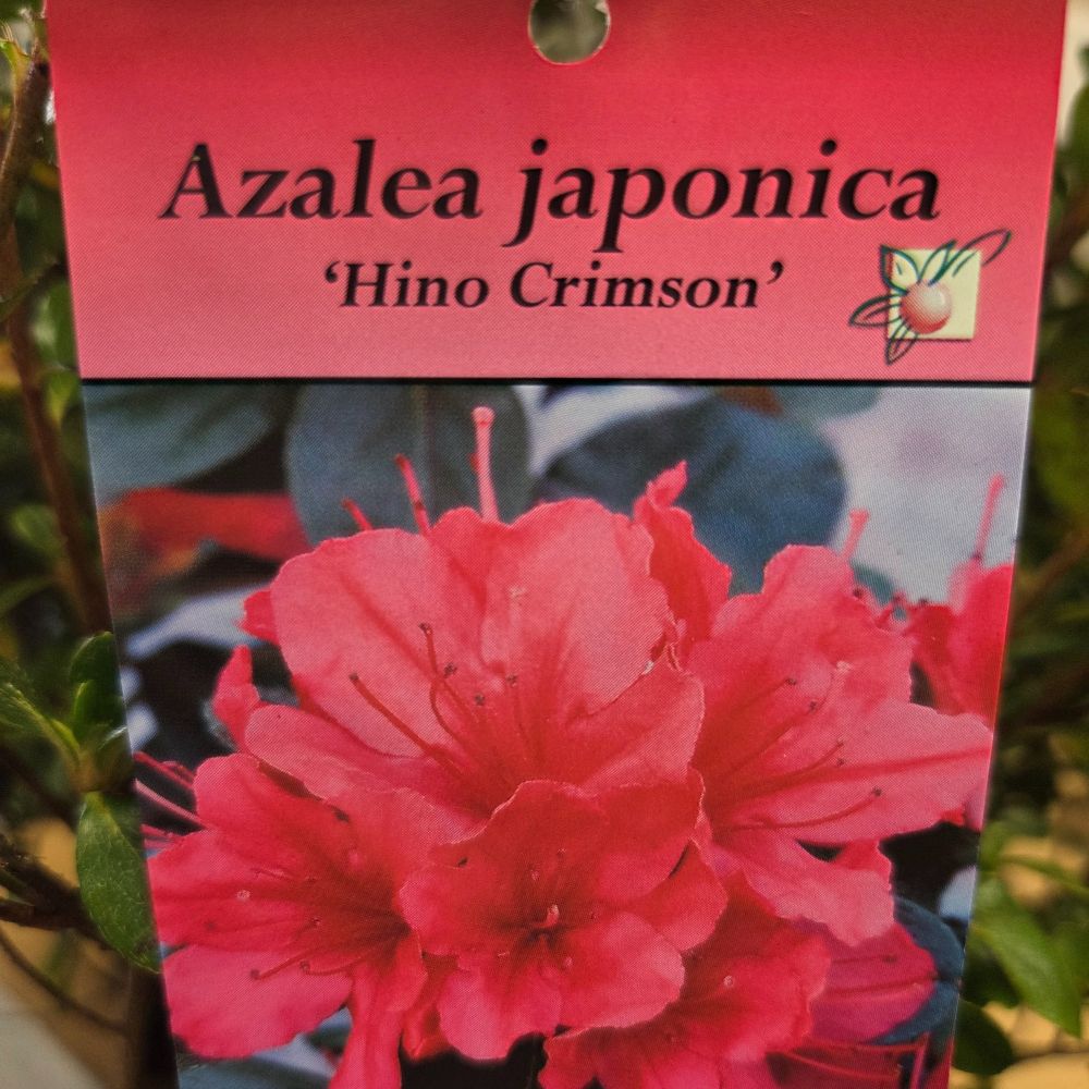 Azalea japonica 'Hino Crimson' Plant - 5Ltr Pot