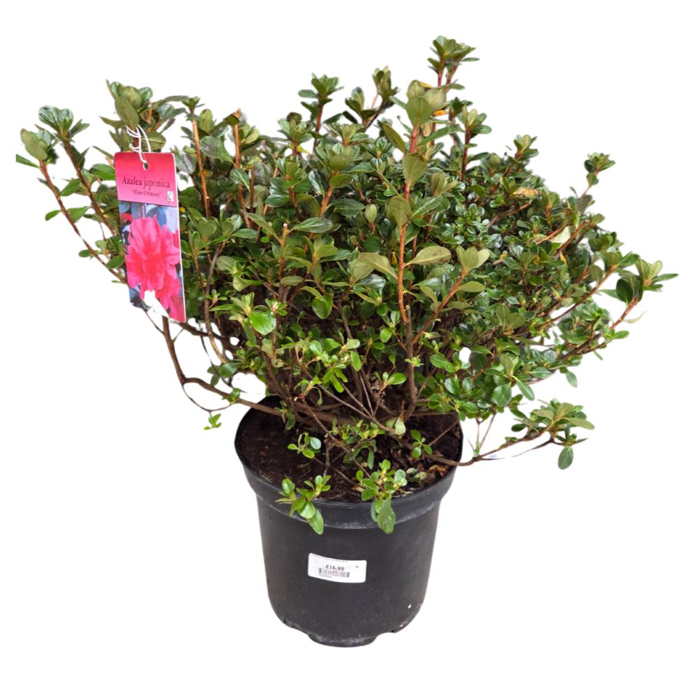 Azalea japonica 'Hino Crimson' Plant - 5Ltr Pot