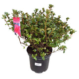 Azalea japonica 'Hino Crimson' Plant - 5Ltr Pot