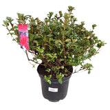 Azalea japonica 'Hino Crimson' Plant - 5Ltr Pot - Old Railway Line Garden Centre