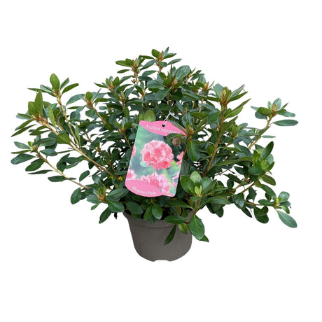 Azalea Japonica Plant - 5Ltr Pot - Assorted Variety