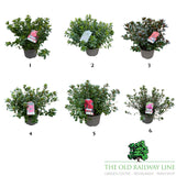 Azalea Japonica 'Japanese Azalea' - 2Ltr Pot - Assorted Variety