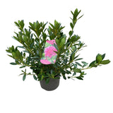 Azalea Japonica Plant - 5Ltr Pot - Assorted Variety