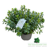 Azalea Japonica 'Japanese Azalea' - 2Ltr Pot - Assorted Variety