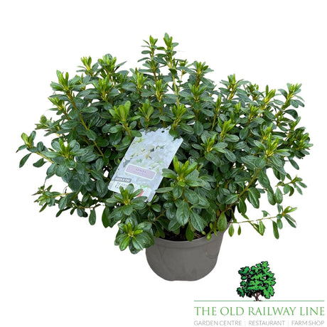 Azalea Japonica 'Japanese Azalea' - 2Ltr Pot - Assorted Variety - 2 FOR £15