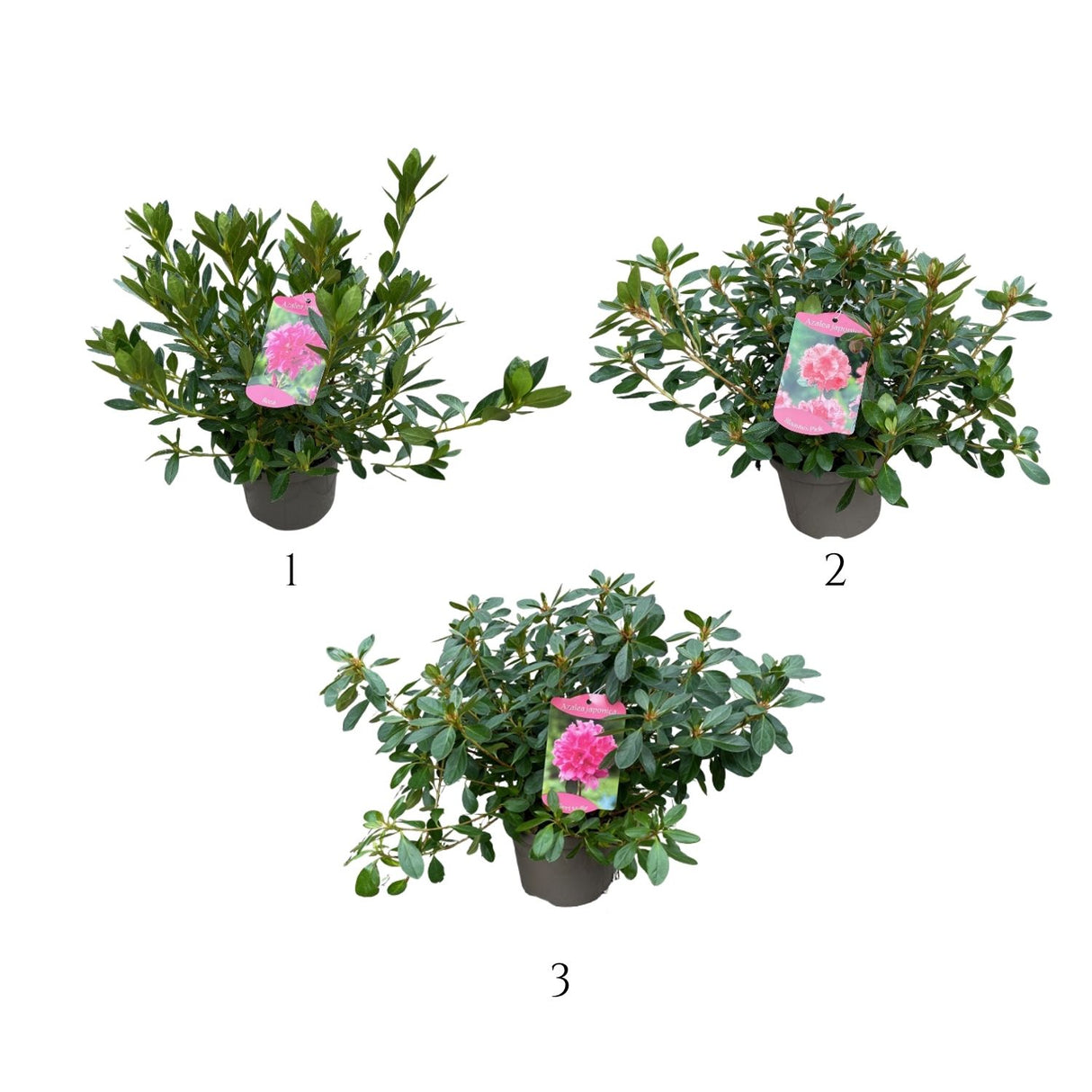 Azalea Japonica Plant - 5Ltr Pot - Assorted Variety