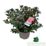 Azalea Japonica 'Japanese Azalea' - 2Ltr Pot - Assorted Variety