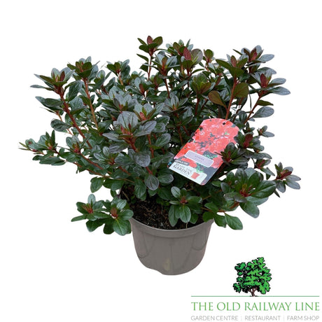 Azalea Japonica 'Japanese Azalea' - 2Ltr Pot - Assorted Variety - 2 FOR £15