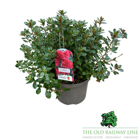 Azalea Japonica 'Japanese Azalea' - 2Ltr Pot - Assorted Variety - 2 FOR £15