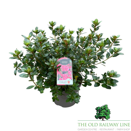Azalea Japonica 'Japanese Azalea' - 2Ltr Pot - Assorted Variety - 2 FOR £15