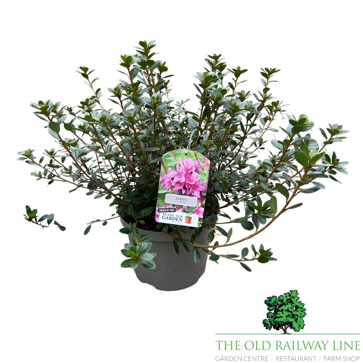 Azalea Japonica 'Japanese Azalea' - 2Ltr Pot - Assorted Variety