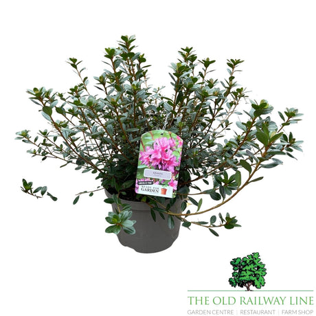 Azalea Japonica 'Japanese Azalea' - 2Ltr Pot - Assorted Variety - 2 FOR £15