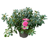 Azalea Japonica Plant - 5Ltr Pot - Assorted Variety
