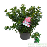 Azalea Japonica 'Japanese Azalea' - 2Ltr Pot - Assorted Variety