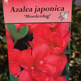 Azalea japonica 'Moederdag' Plant - 5Ltr Pot