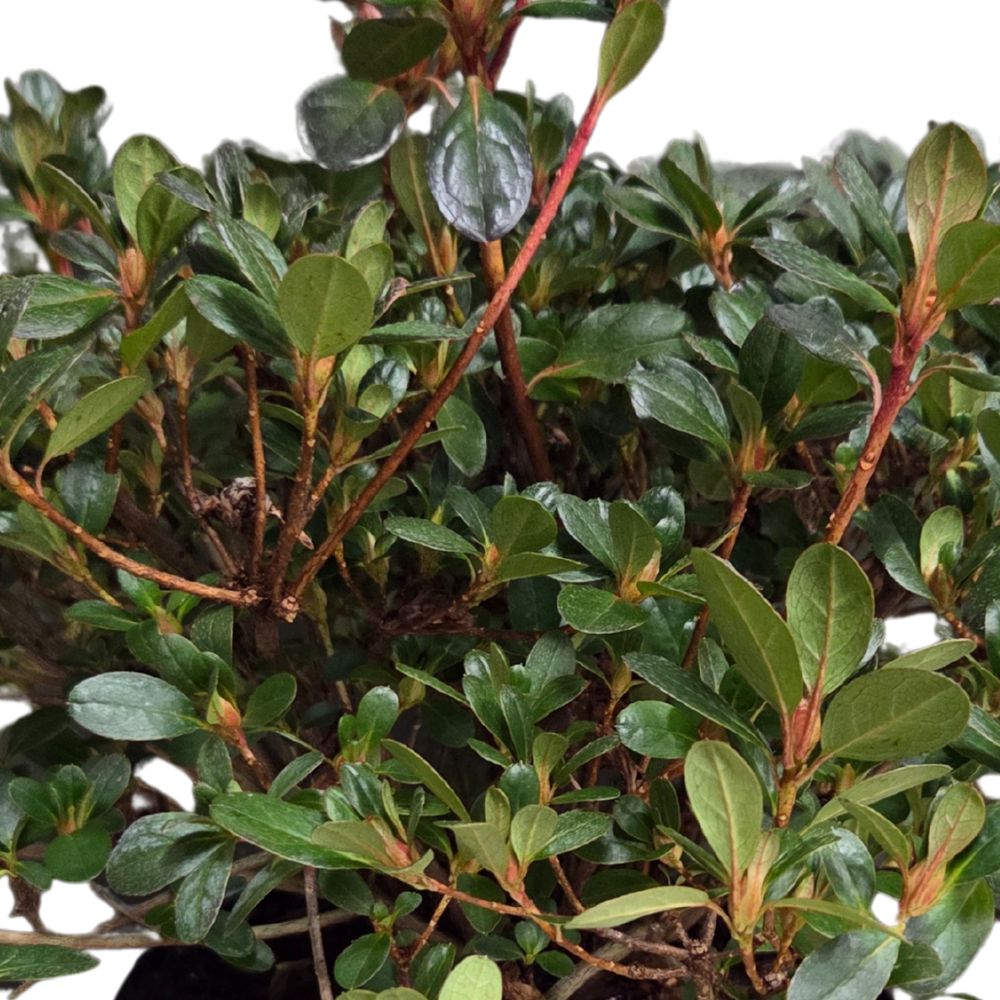 Azalea japonica 'Moederdag' Plant - 5Ltr Pot