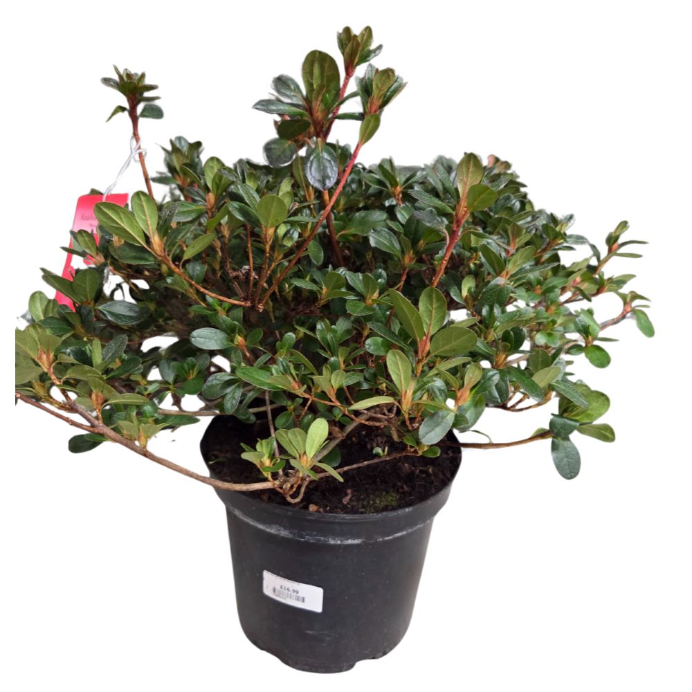 Azalea japonica 'Moederdag' Plant - 5Ltr Pot