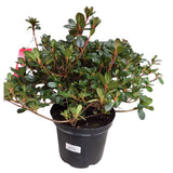 Azalea japonica 'Moederdag' Plant - 5Ltr Pot