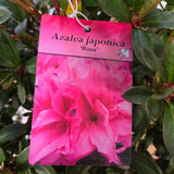 Azalea japonica 'Roza' Plant - 5Ltr Pot