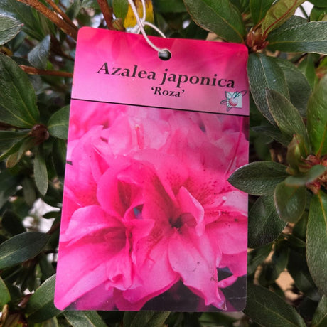 Azalea japonica 'Roza' Plant - 5Ltr Pot