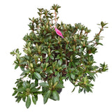 Azalea japonica 'Roza' Plant - 5Ltr Pot