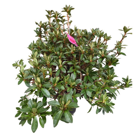 Azalea japonica 'Roza' Plant - 5Ltr Pot - Old Railway Line Garden Centre