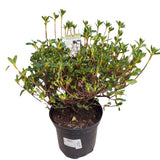 Azalea japonica 'Schneewittchen' Plant - 5Ltr Pot