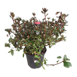Azalea japonica 'Thierry Plant - 5Ltr Pot - Old Railway Line Garden Centre