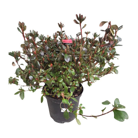 Azalea japonica 'Thierry Plant - 5Ltr Pot - Old Railway Line Garden Centre