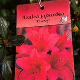 Azalea japonica 'Thierry Plant - 5Ltr Pot - Old Railway Line Garden Centre