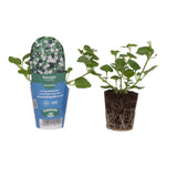 Bacopa Megacopa White Bedding Plug Plant