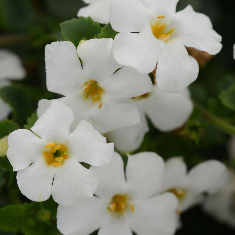 Bacopa Megacopa White Bedding Plug Plant