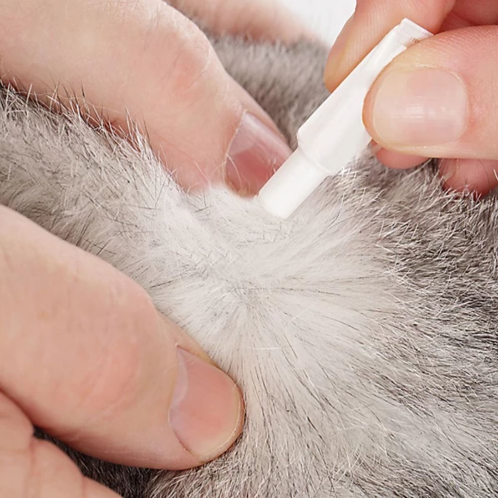 Beaphar Fiprotec Cat Flea & Tic Treatment
