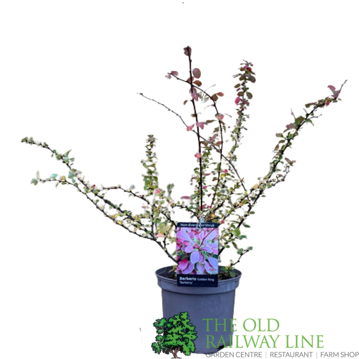 Berberis Thumbergil Golden Ring plant - 3Ltr Pot
