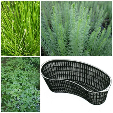 Bermuda Aquatic Contour Basket