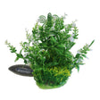 Betta Choice 5" Green & White Plant - Old Railway Line Garden Centre
