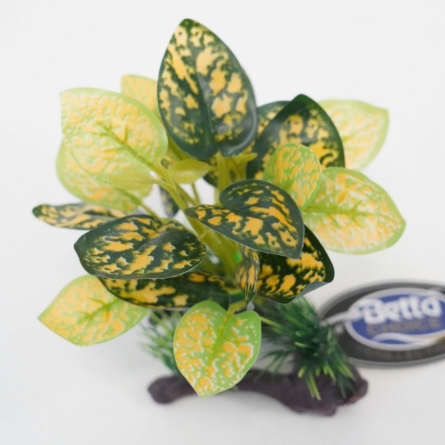 Betta Choice 5" Green & Yellow Plant On Driftwood Aquarium Decoration - Old Railway Line Garden Centre