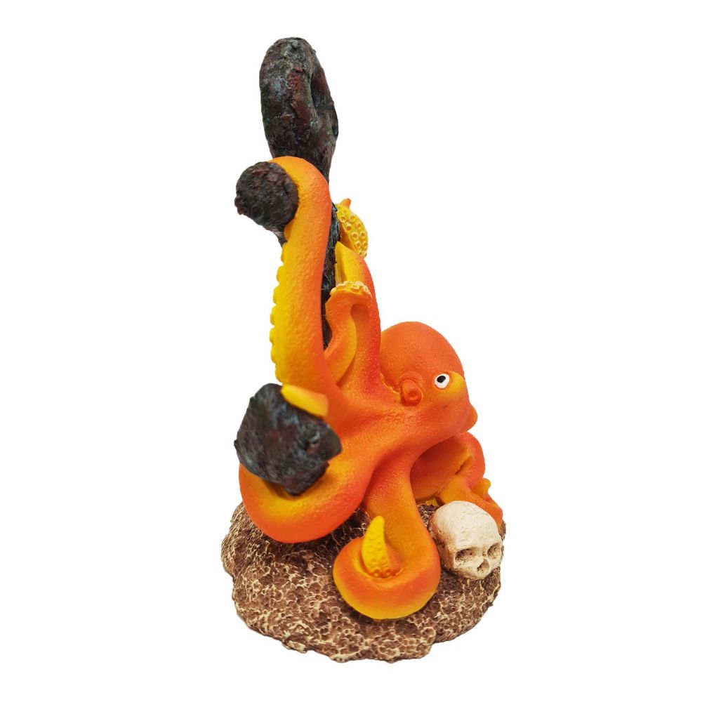 Betta Octopus on Anchor