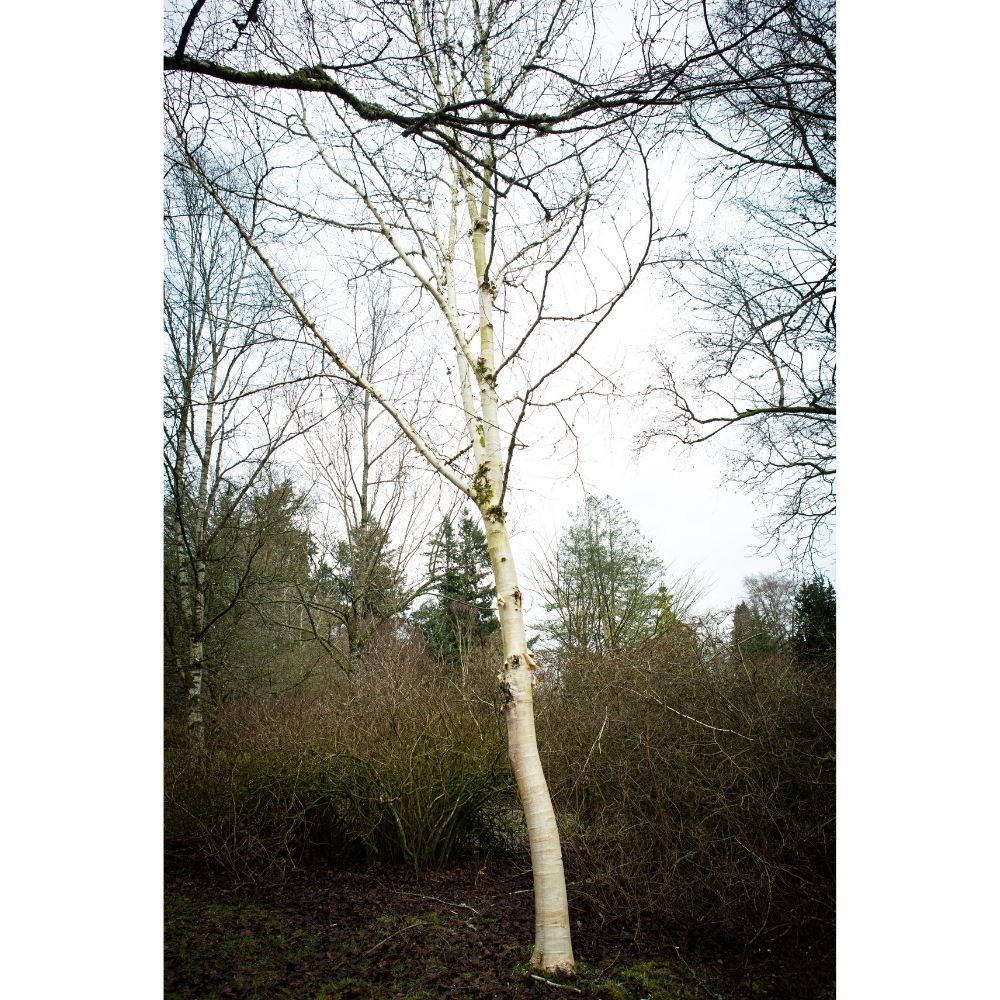 Betula utilis jacquemontii Himalayan Birch Tree 12Ltr Pot