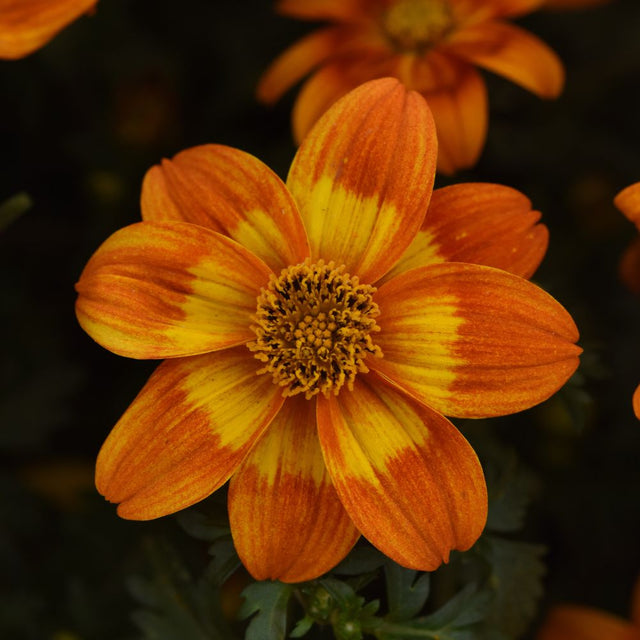 Bidens Bee Happy Orange Plug Plants - Old Railway Line Garden Centre