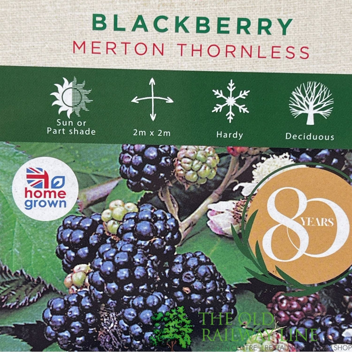Blackberry Merton Thornless Fruit Bush - 3Ltr Pot