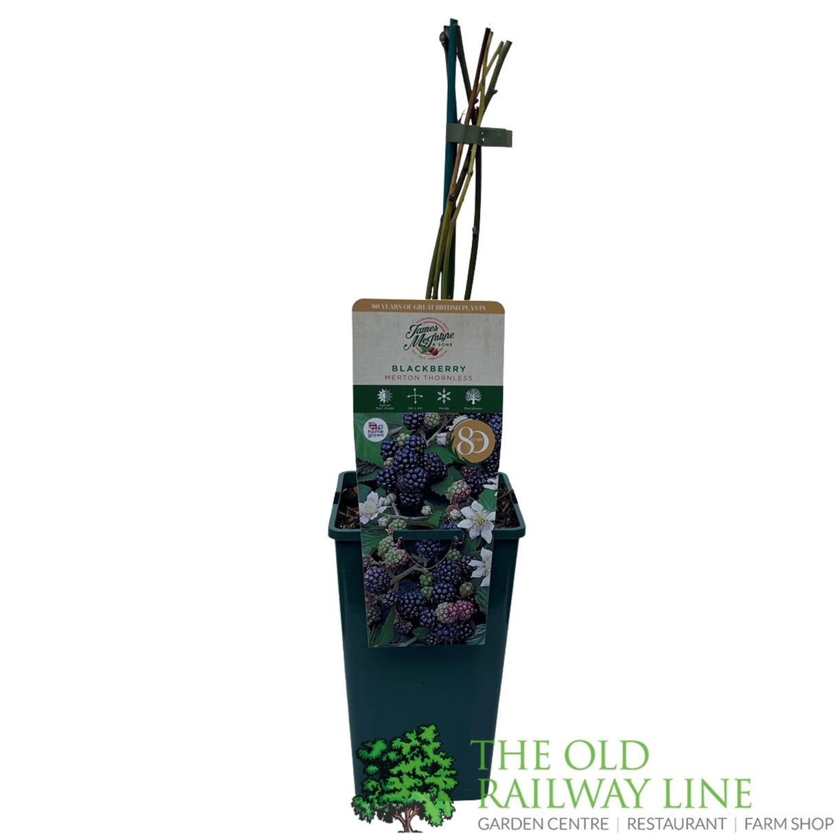 Blackberry Merton Thornless Fruit Bush - 3Ltr Pot